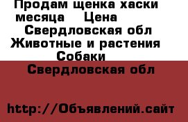 Продам щенка хаски 2 месяца  › Цена ­ 2 000 - Свердловская обл. Животные и растения » Собаки   . Свердловская обл.